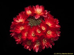Sulcorebutia vasqueziana ssp. losenickyana WR477 2175